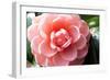 Coral Bloom-Anna Coppel-Framed Photographic Print