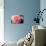 Coral Bloom-Anna Coppel-Mounted Photographic Print displayed on a wall