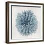 Coral Blue I-Caroline Kelly-Framed Art Print