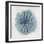 Coral Blue I-Caroline Kelly-Framed Art Print