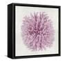 Coral Blush I-Caroline Kelly-Framed Stretched Canvas