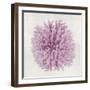 Coral Blush I-Caroline Kelly-Framed Art Print