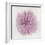 Coral Blush I-Caroline Kelly-Framed Art Print