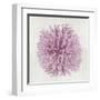 Coral Blush I-Caroline Kelly-Framed Art Print