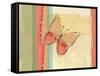 Coral Butterfly-Robbin Rawlings-Framed Stretched Canvas