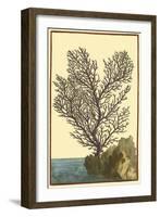 Coral by the Sea II-Vision Studio-Framed Art Print