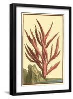 Coral by the Sea III-Vision Studio-Framed Art Print