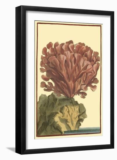 Coral by the Sea IV-Vision Studio-Framed Art Print