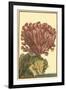 Coral by the Sea IV-Vision Studio-Framed Art Print