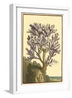 Coral by the Sea V-Vision Studio-Framed Art Print