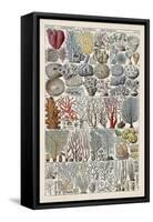 Coral Chart-Vision Studio-Framed Stretched Canvas