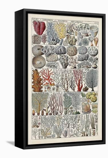 Coral Chart-Vision Studio-Framed Stretched Canvas