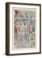 Coral Chart-Vision Studio-Framed Art Print