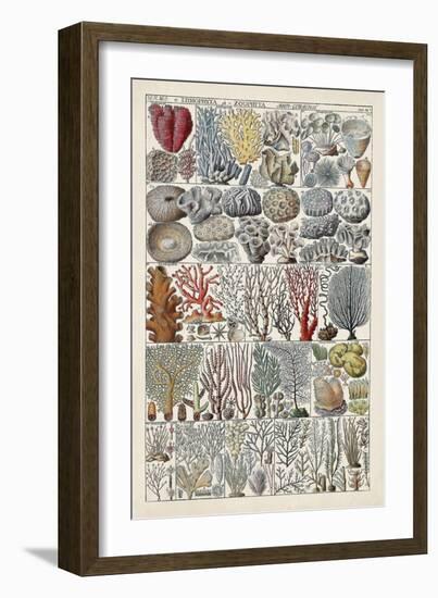 Coral Chart-Vision Studio-Framed Art Print