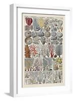 Coral Chart-Vision Studio-Framed Art Print