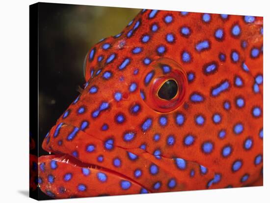 Coral Cod-Stuart Westmorland-Stretched Canvas