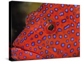 Coral Cod-Stuart Westmorland-Stretched Canvas