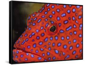 Coral Cod-Stuart Westmorland-Framed Stretched Canvas