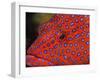 Coral Cod-Stuart Westmorland-Framed Photographic Print