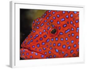 Coral Cod-Stuart Westmorland-Framed Photographic Print