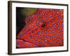 Coral Cod-Stuart Westmorland-Framed Photographic Print