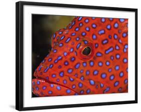 Coral Cod-Stuart Westmorland-Framed Photographic Print