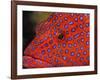 Coral Cod-Stuart Westmorland-Framed Photographic Print