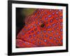 Coral Cod-Stuart Westmorland-Framed Photographic Print