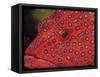 Coral Cod-Stuart Westmorland-Framed Stretched Canvas