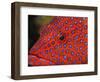 Coral Cod-Stuart Westmorland-Framed Photographic Print