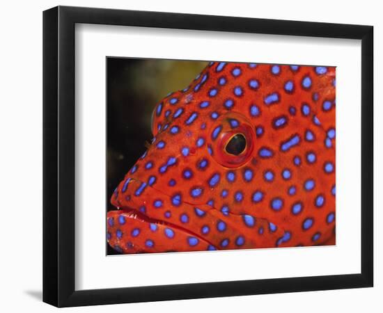 Coral Cod-Stuart Westmorland-Framed Photographic Print