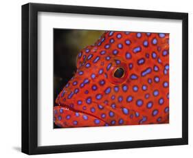 Coral Cod-Stuart Westmorland-Framed Photographic Print