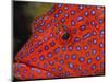 Coral Cod-Stuart Westmorland-Mounted Photographic Print