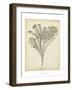 Coral Collection I-Johann Esper-Framed Art Print