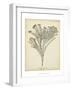 Coral Collection I-Johann Esper-Framed Art Print