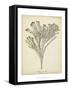 Coral Collection I-Johann Esper-Framed Stretched Canvas