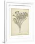 Coral Collection I-Johann Esper-Framed Art Print