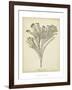 Coral Collection I-Johann Esper-Framed Art Print