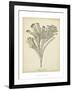 Coral Collection I-Johann Esper-Framed Art Print