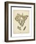 Coral Collection IV-Johann Esper-Framed Art Print