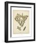 Coral Collection IV-Johann Esper-Framed Art Print