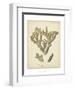 Coral Collection IV-Johann Esper-Framed Art Print