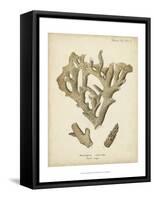 Coral Collection IV-Johann Esper-Framed Stretched Canvas