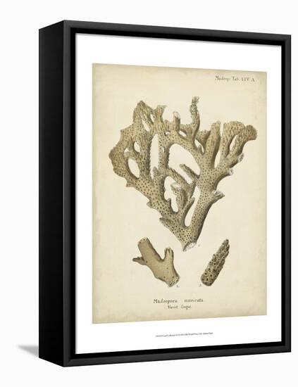 Coral Collection IV-Johann Esper-Framed Stretched Canvas