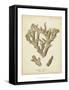 Coral Collection IV-Johann Esper-Framed Stretched Canvas