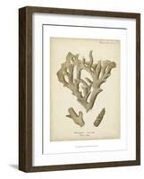 Coral Collection IV-Johann Esper-Framed Art Print