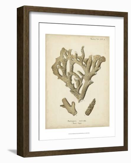 Coral Collection IV-Johann Esper-Framed Art Print