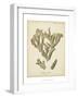 Coral Collection IV-Johann Esper-Framed Art Print