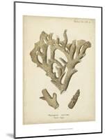 Coral Collection IV-Johann Esper-Mounted Art Print