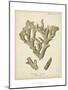 Coral Collection IV-Johann Esper-Mounted Art Print